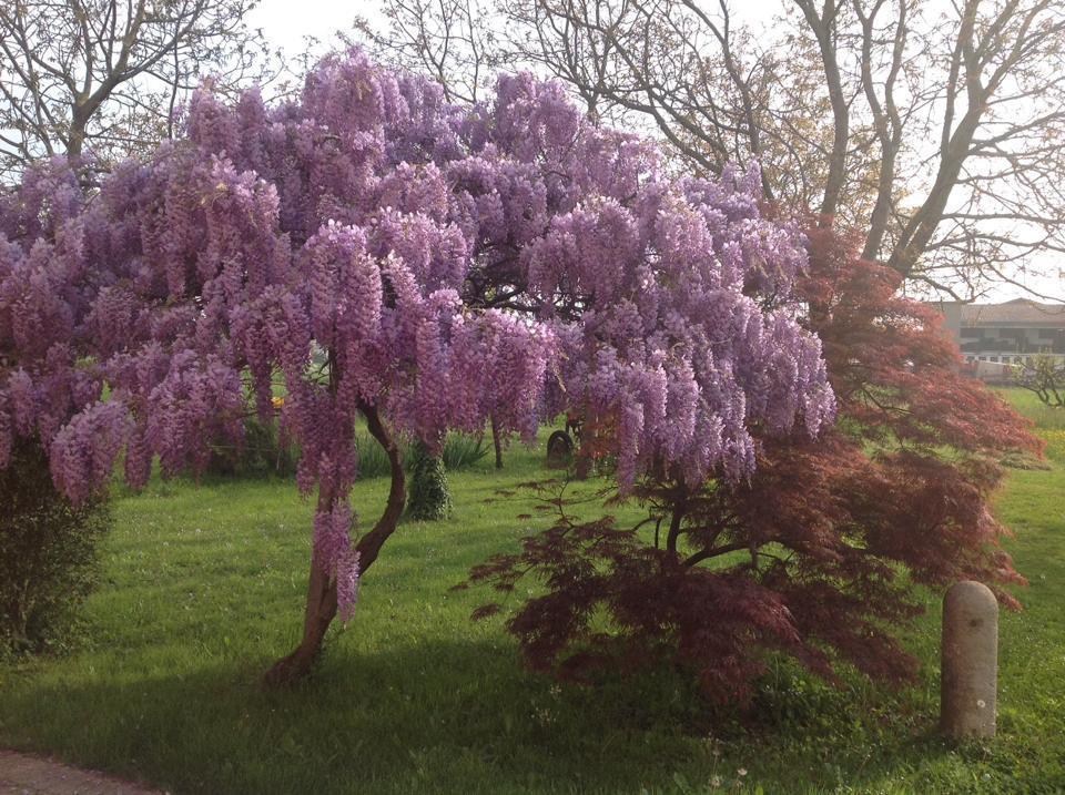 Agriturismo Da Ninoti Treviso Eksteriør billede