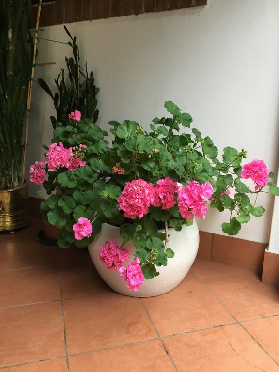 Agriturismo Da Ninoti Treviso Eksteriør billede